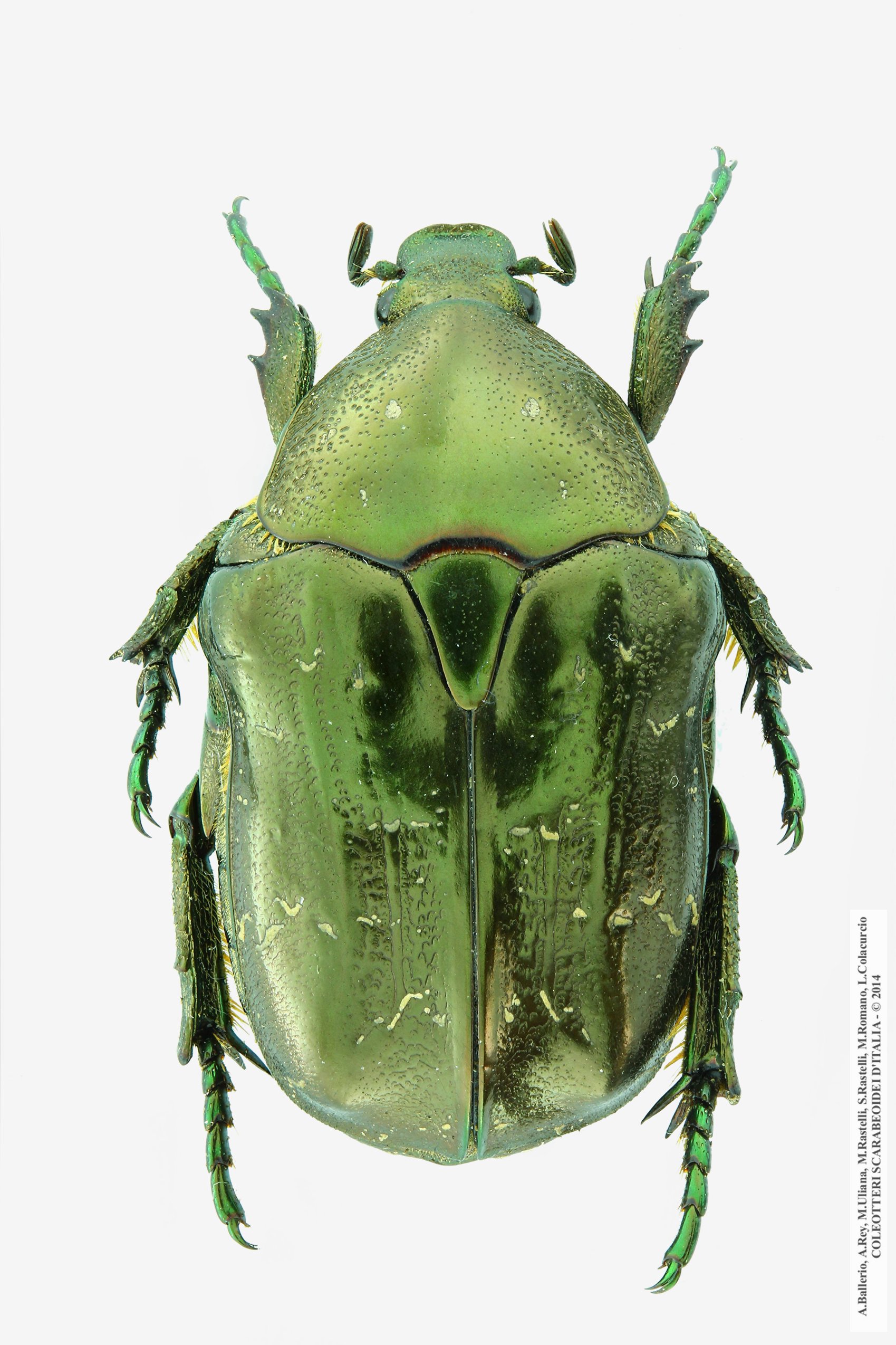 Protaetia marmorata marmorata